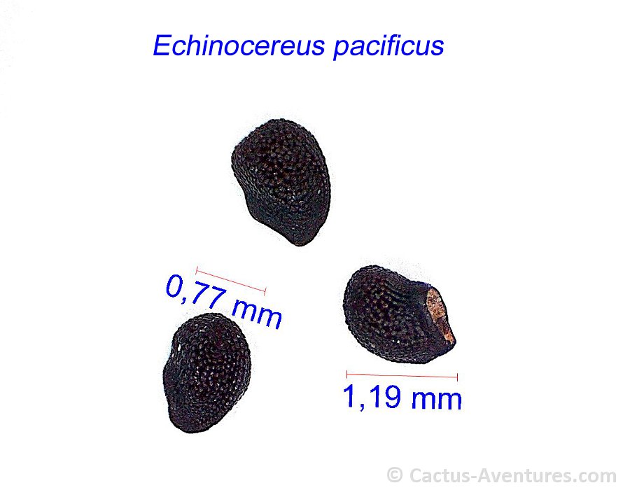 Echinocereus pacificus JM